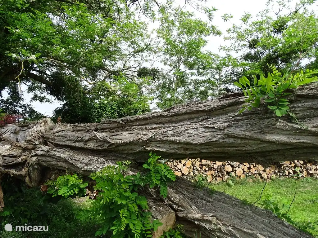 Dieser ist gefallen, aber immer noch sehr dekorativ!