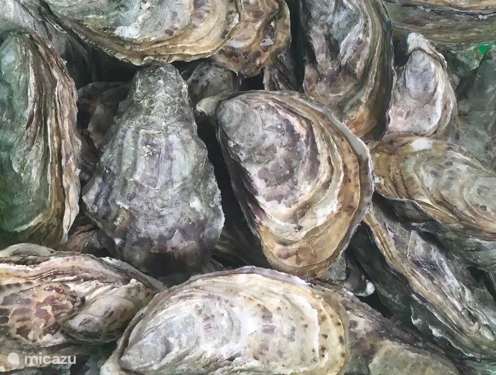 Austern aus der Region