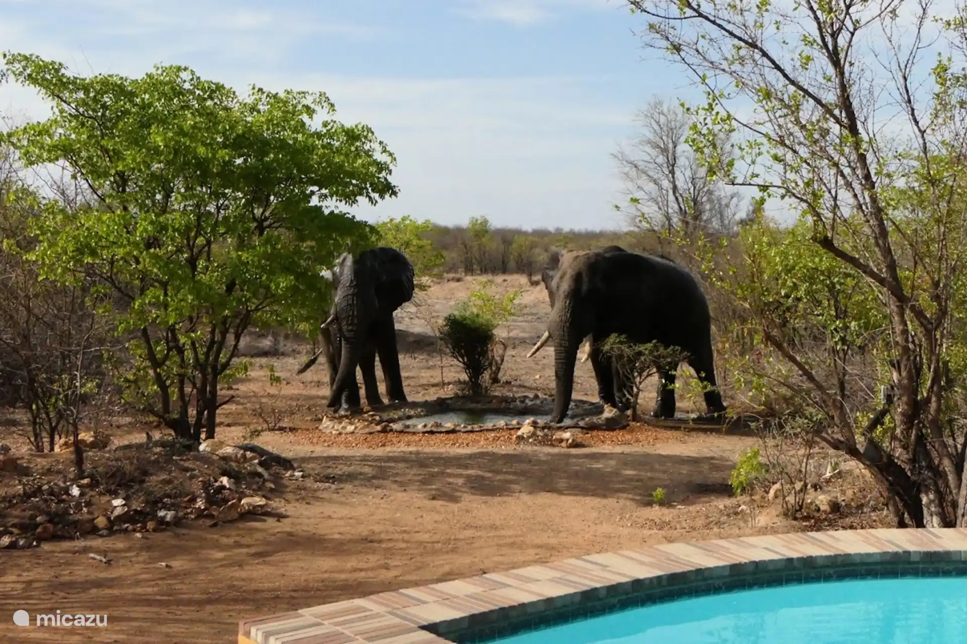Bushvilla Umoja Kruger - wildife without fences... ze komen en gaan zoals ze willen dus geen garanties. 