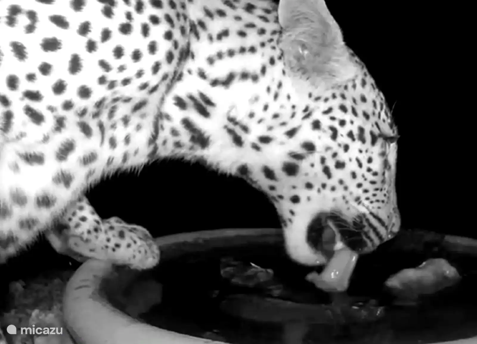 onze wildcamera geeft mooie sightings