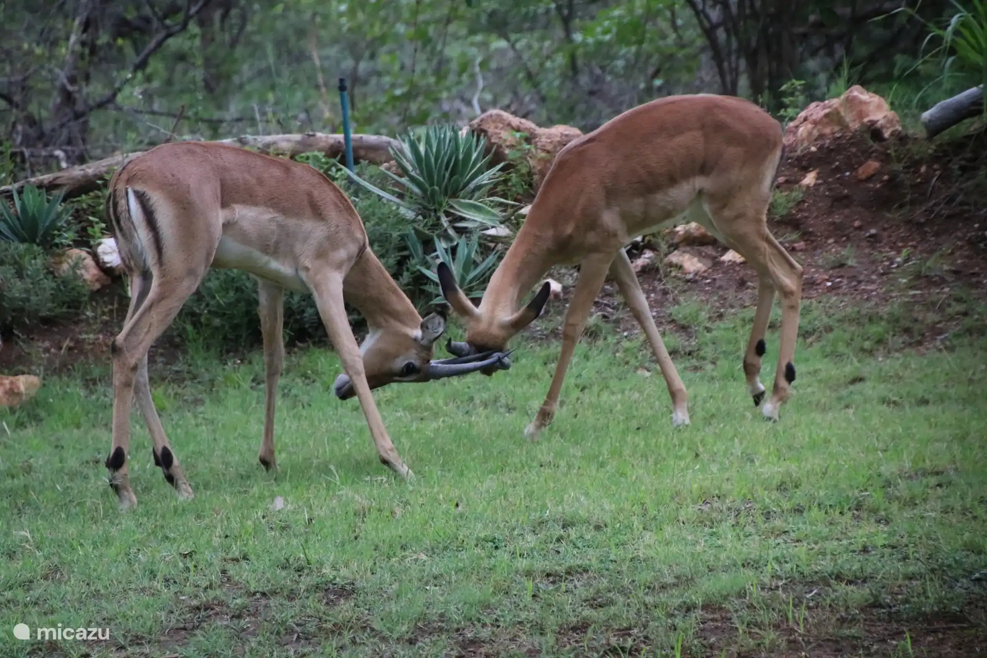 wildlife without fences