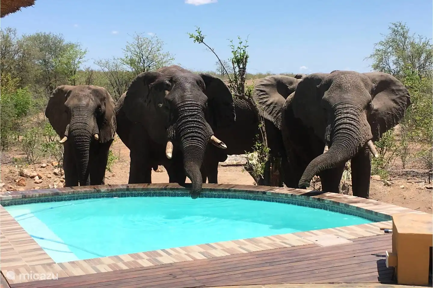 Bushvilla Umoja Kruger - Wildife without fences. 

Wir sind auf einer alten Wasserstraße des Elephanten. Sie kommen und gehen, wie es ihnen gefällt.