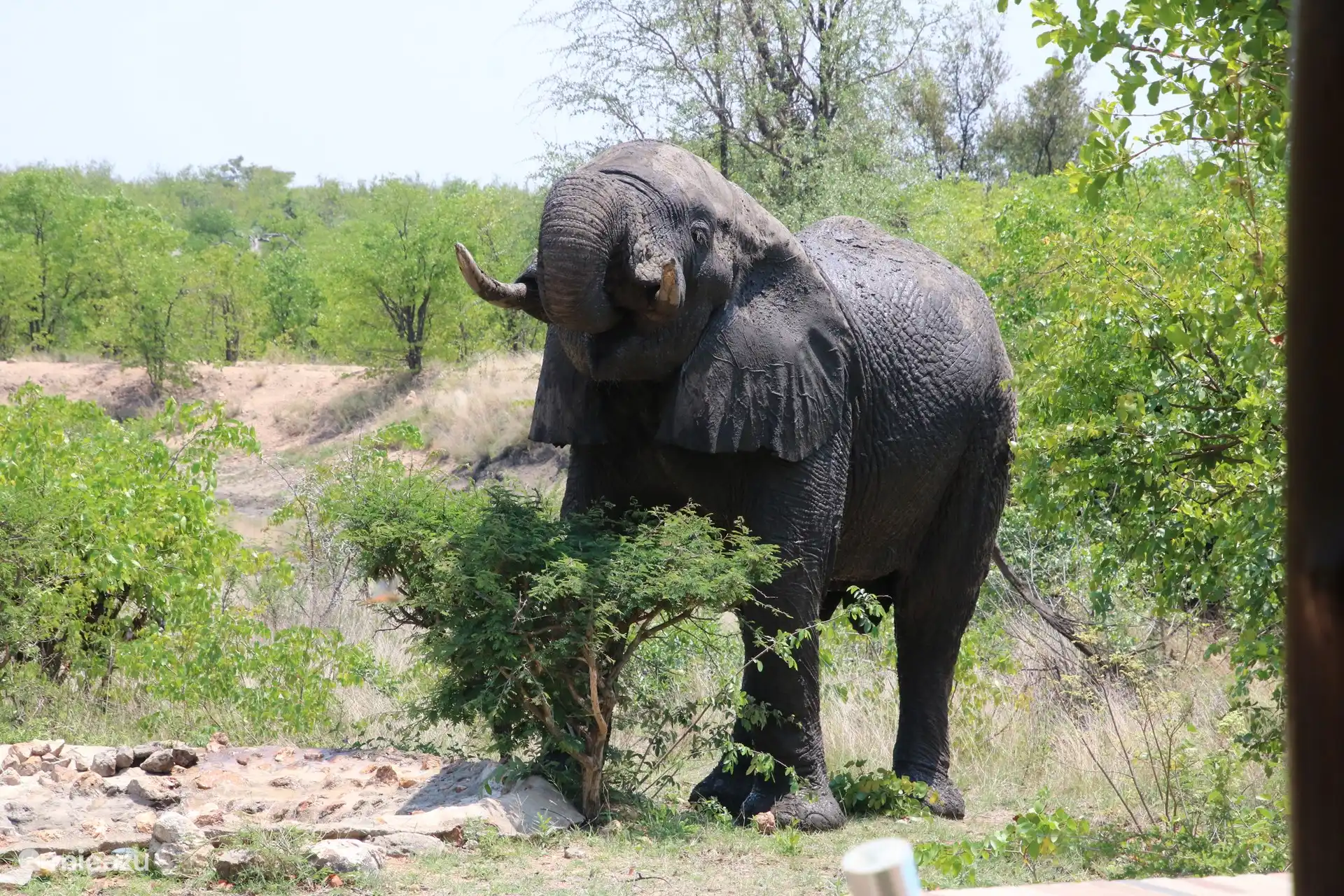 Bushvilla Umoja Kruger – Wildtiere ohne Zäune