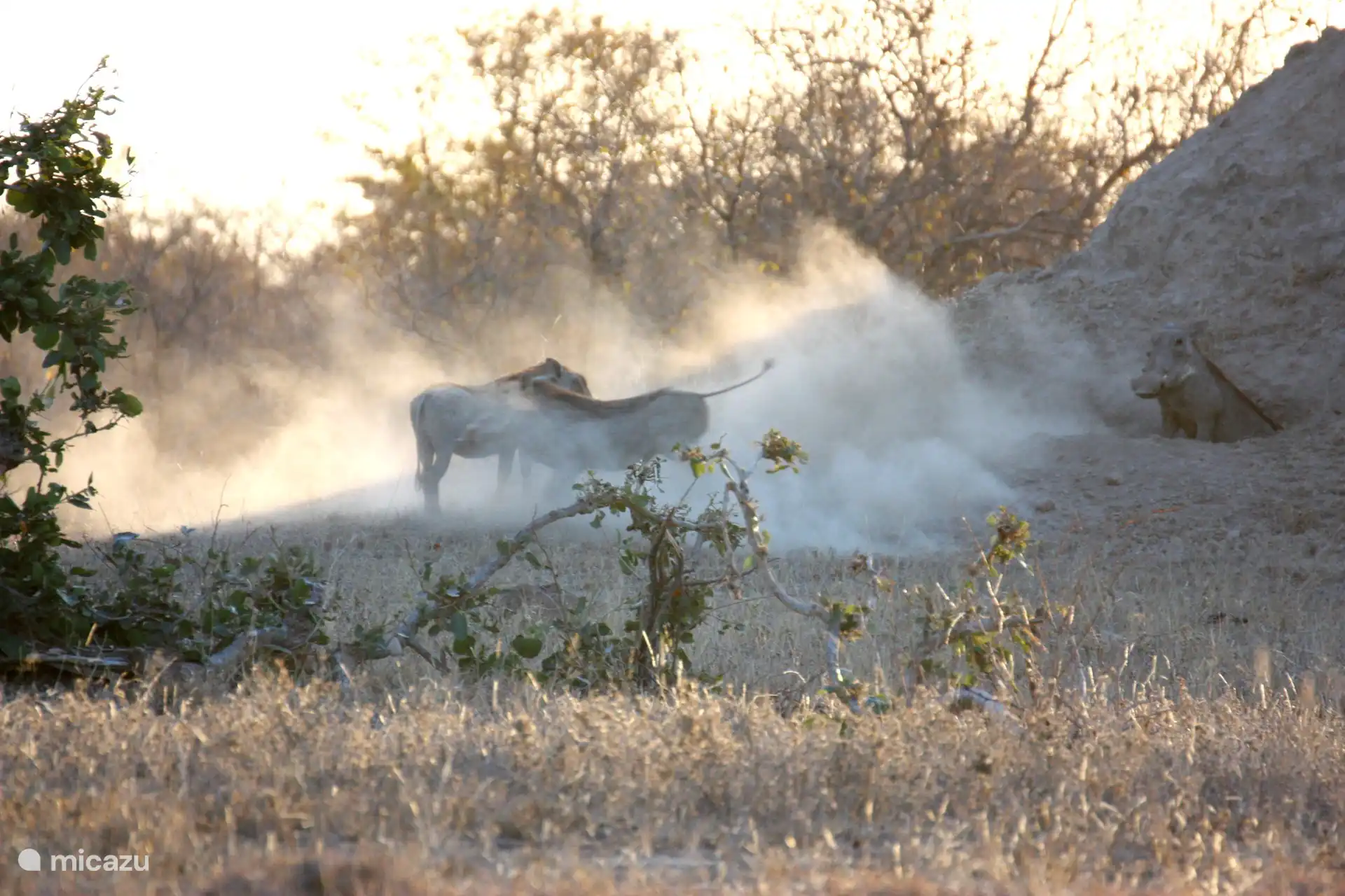 Bushvilla Umoja Kruger – Wildtiere ohne Zäune
