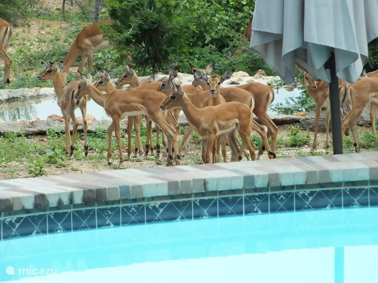 Bushvilla Umoja Kruger – Wildtiere ohne Zäune