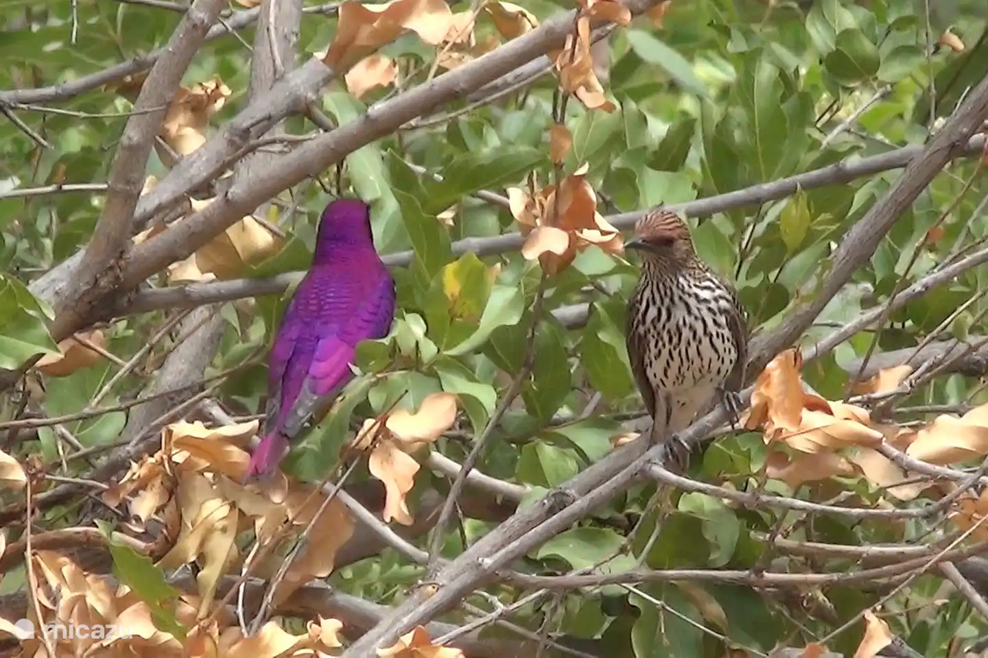 Es ist ein wahres Paradies für Vogelbeobachter, mehr als 35 Vogelarten wurden gesehen.