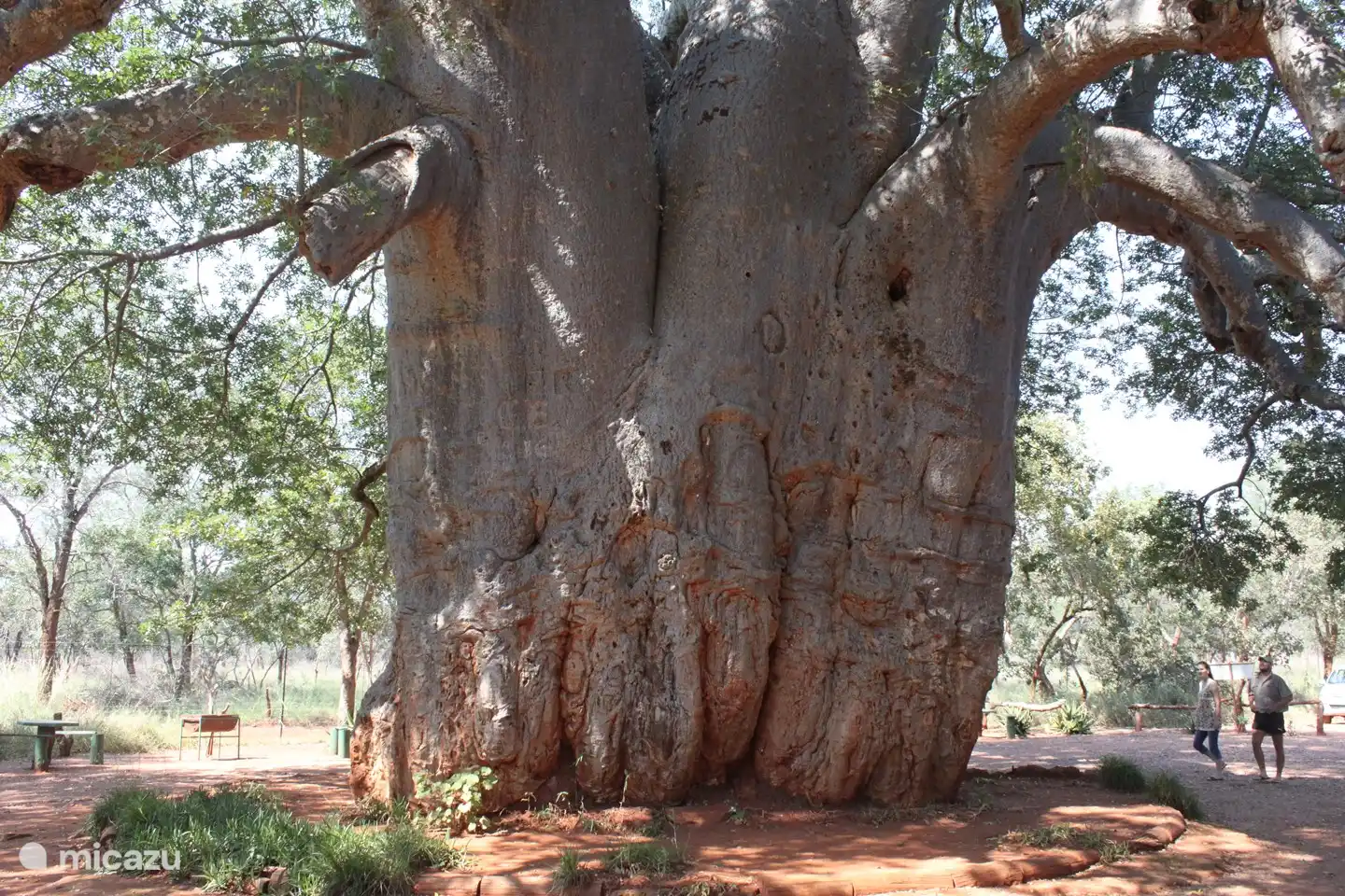 Gravelotte Baobap, schön für einen Ausflug oder auf dem Weg nach Tzaneen.