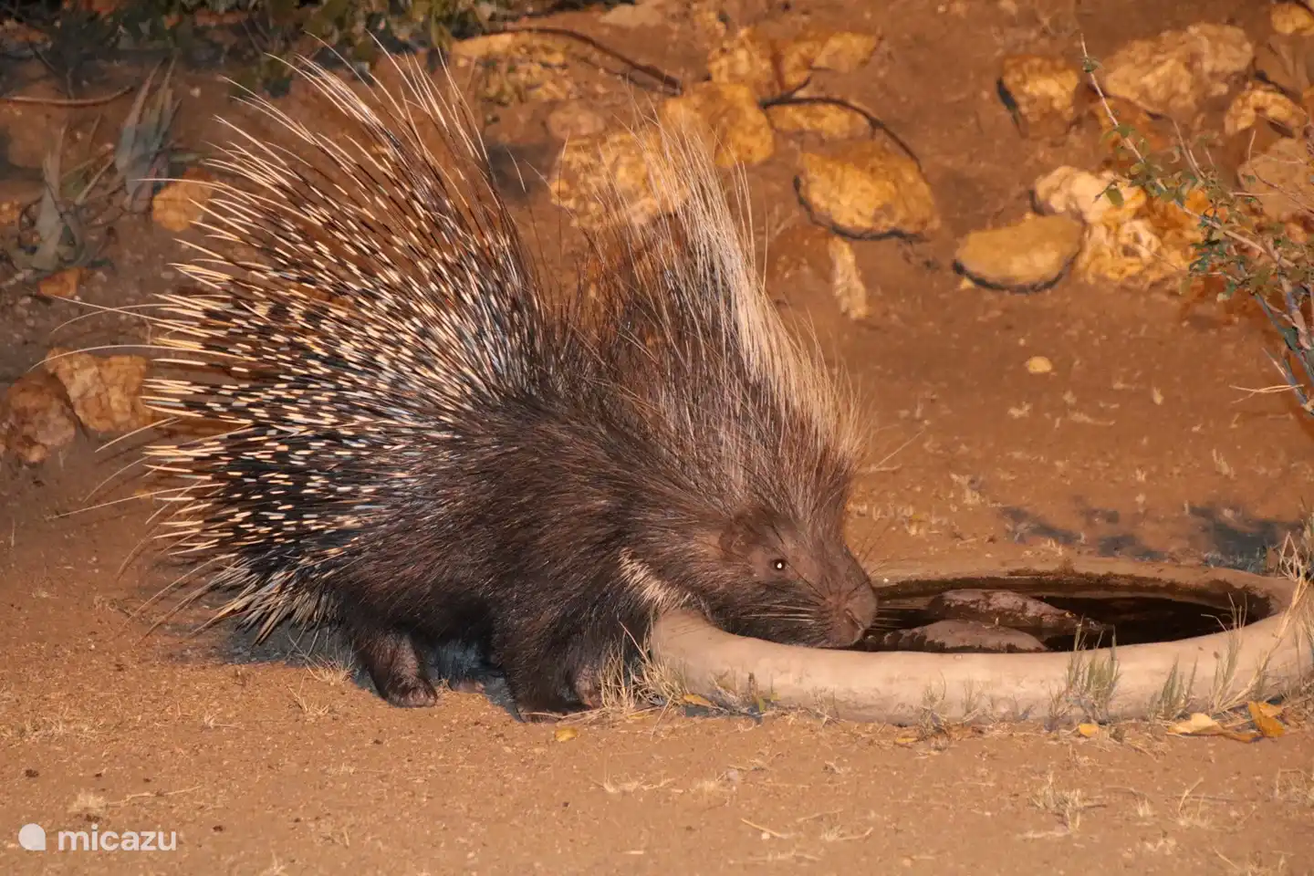Bushvilla Umoja Kruger - wildlife without fences. 

Nie gedacht, dass ein Stachelschwein so kuschelig sein könnte ;-).