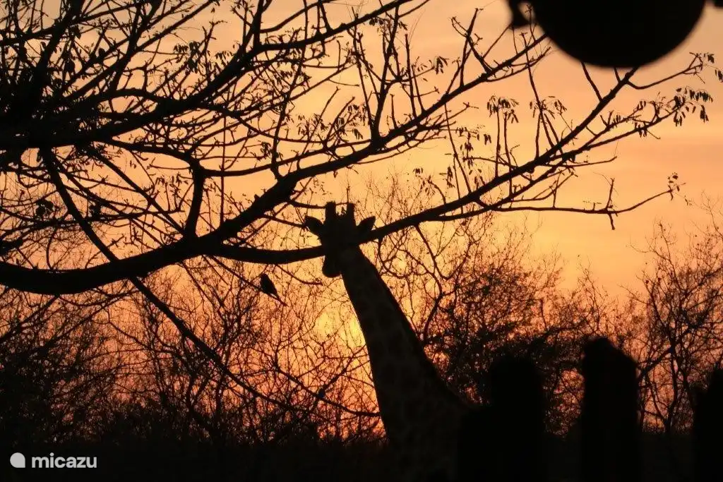 Bushvilla Umoja Kruger - Wildife without fences. Erschwinglich mit dem luxuriösen Kruger-Feeling.