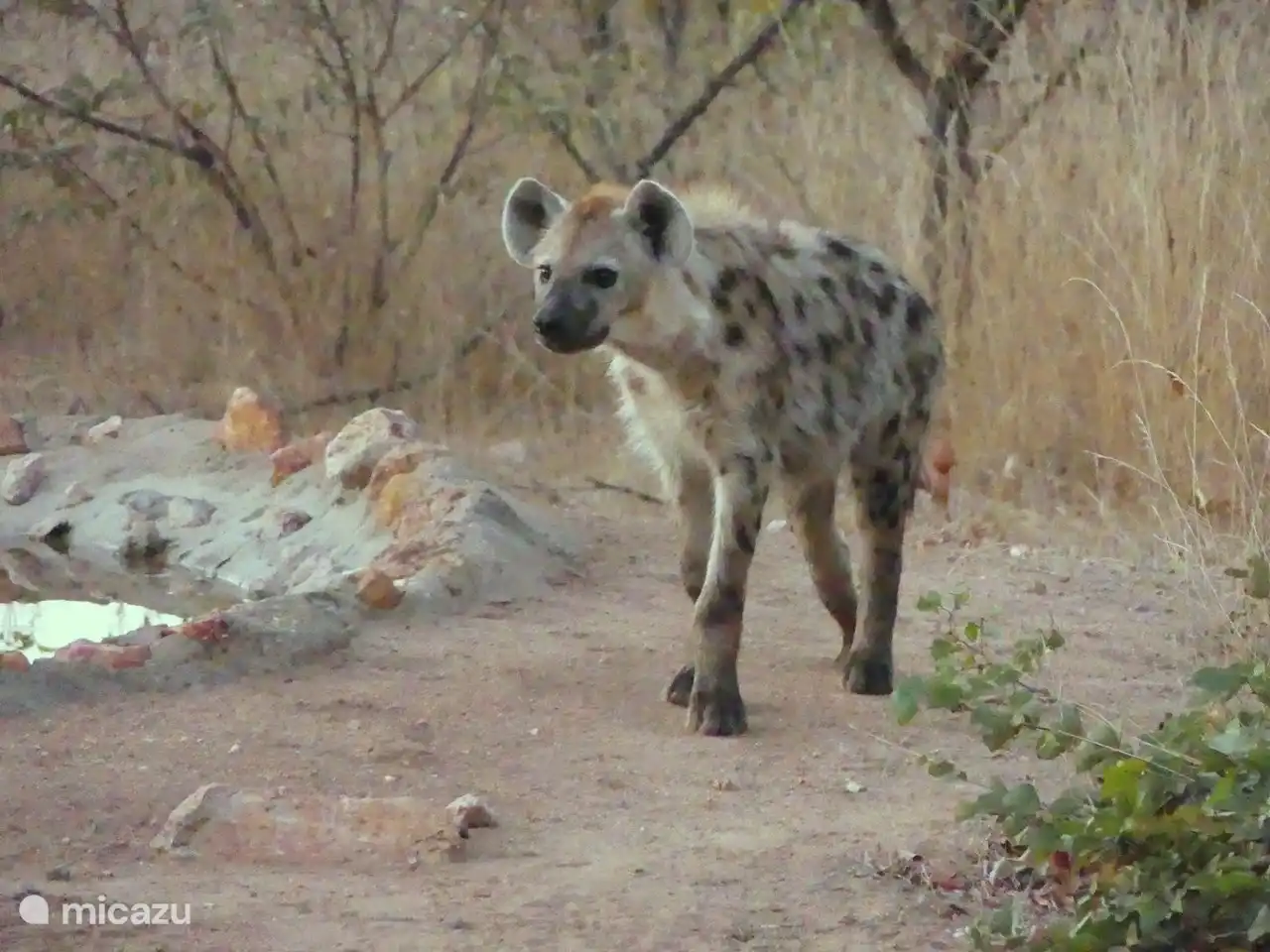 Bushvilla Umoja Kruger - wildlife without fences. 