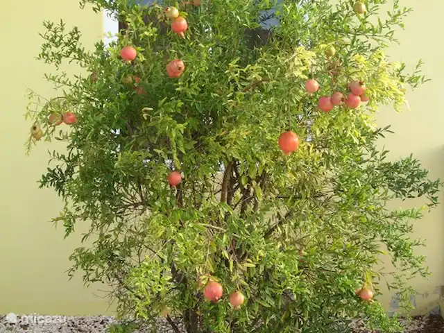 Villapark Fontein A27 huren in Curaçao, Banda Abou (west), Fontein - vakantiehuis Granaatappelboom