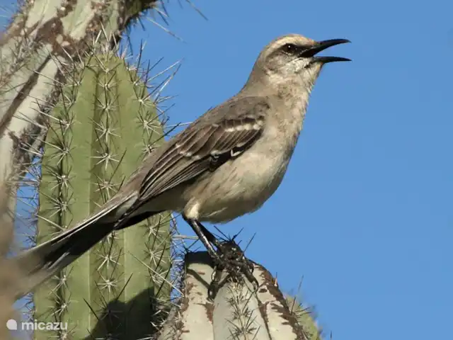 Villapark Fontein A27 huren in Curaçao, Banda Abou (west), Fontein - vakantiehuis Chuchubi is de speelse grijze tropische spotvogel. De Chuchubi is bekend om zijn doordringende roep en zijn melodieuze liedjes.