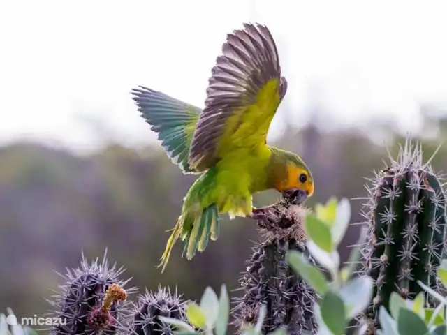 Villapark Fontein A27 huren in Curaçao, Banda Abou (west), Fontein - vakantiehuis Dit is de Prikichi (Parkiet). De Prikichi's vliegen rond in paartjes, families of kleine groepjes.