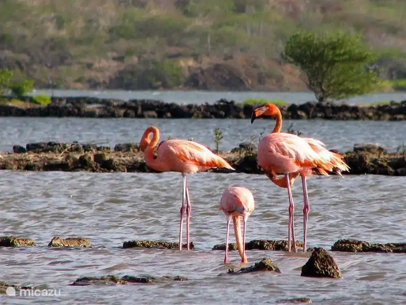 Les marais salants de Jan Kok, St. Willibrordus, abritent la colonie de flamants roses de Curaçao.