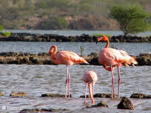 Villapark Fontein A27 huren in Curaçao, Banda Abou (west), Fontein - vakantiehuis De zoutpannen bij Jan Kok, St. Willibrordus, zijn een thuis voor de flamingokolonie van Curaçao.