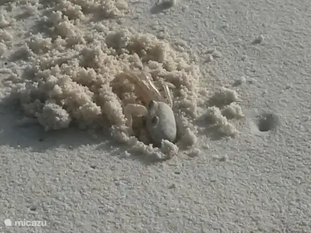 Villapark Fontein A27 huren in Curaçao, Banda Abou (west), Fontein - vakantiehuis Zoek de krap!