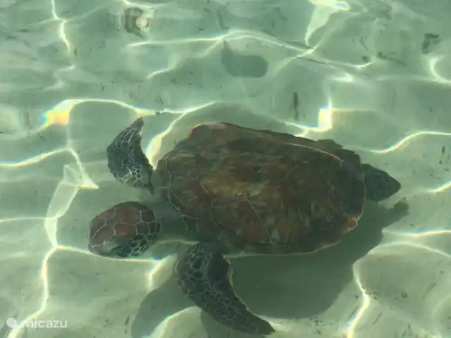 Villapark Fontein A27 huren in Curaçao, Banda Abou (west), Fontein - vakantiehuis Deze schildpad kunt u zien bij het Strand Lagun.
