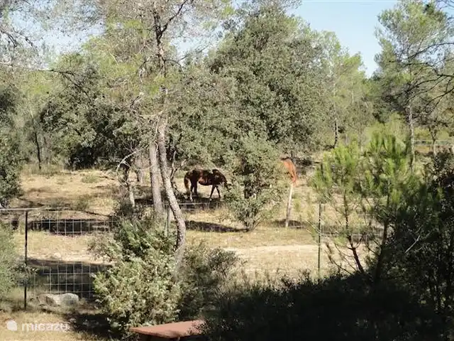 bungalow huren in Frankrijk, Hérault, Vacquières – Bungalow Claret vanaf het terras: uitzicht op de paarden
