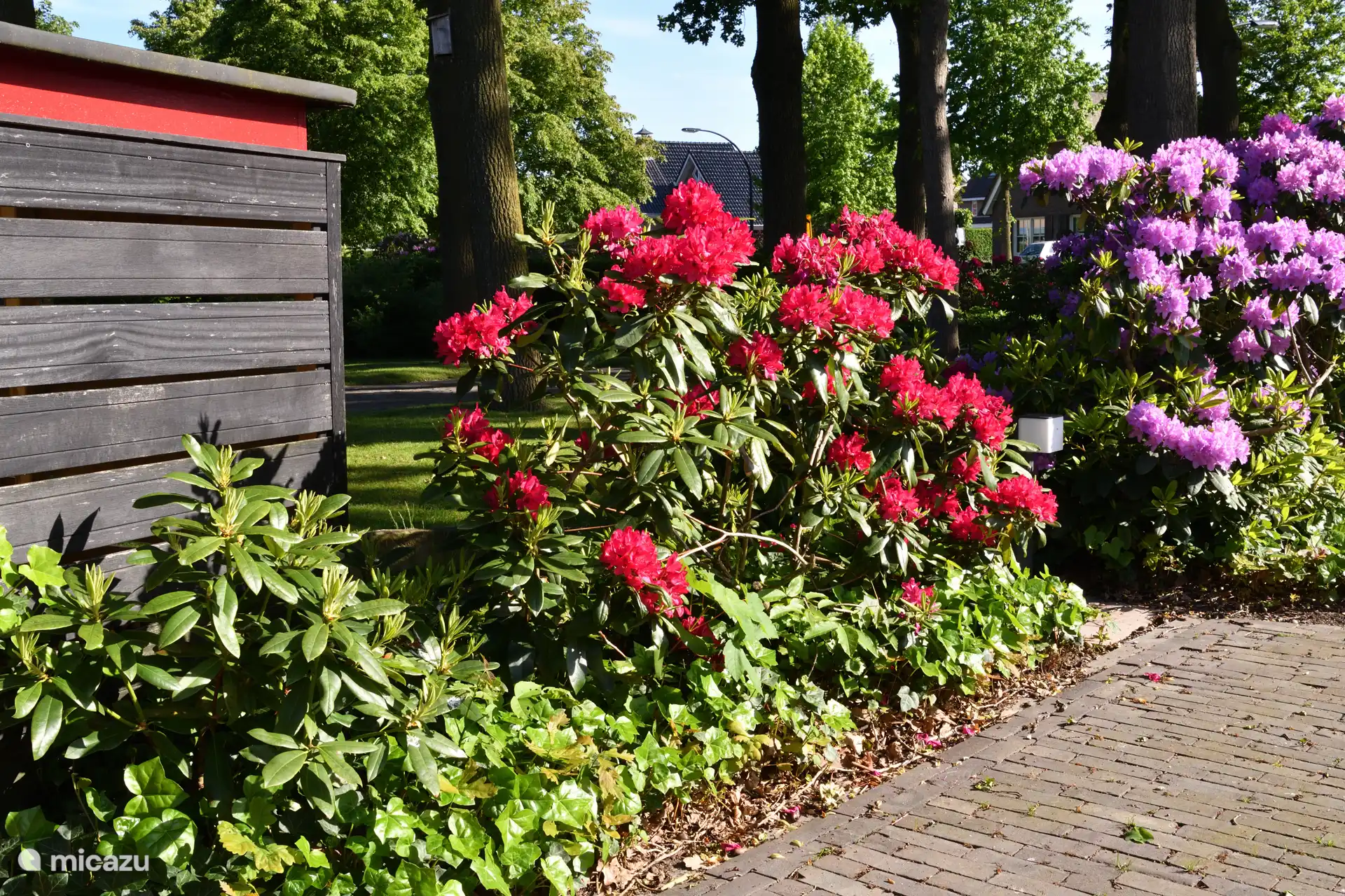 Enkele Rhodondenderons bloeien rood, een mooi accent tussen de paars bloeiende struiken. 