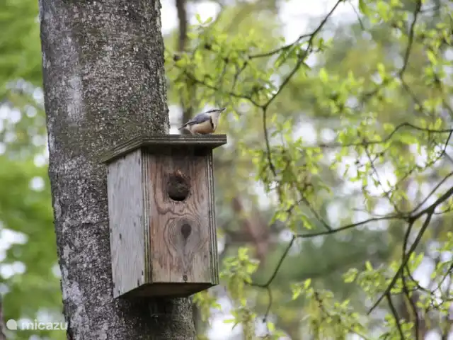 Bungalow en bordure de forêt 8 avec 2 vélos électriques | Pays-Bas, Gueldre, Hoenderloo - bungalow On voit beaucoup la sittelle dans notre jardin.