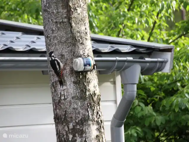 Bungalow en bordure de forêt 8 avec 2 vélos électriques | Pays-Bas, Gueldre, Hoenderloo - bungalow Réveillez-vous au son du pic.