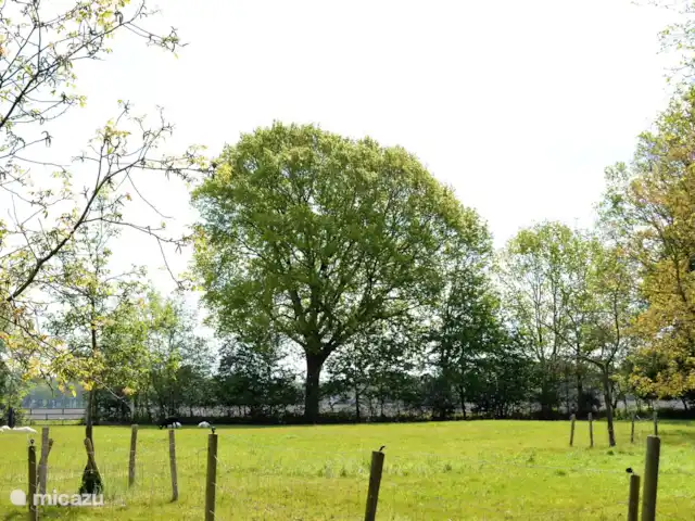 Appartement 'Tuinhuis' huren in Nederland, Drenthe, Diever - appartement Uitzicht over weiland en bosrand vanaf terras