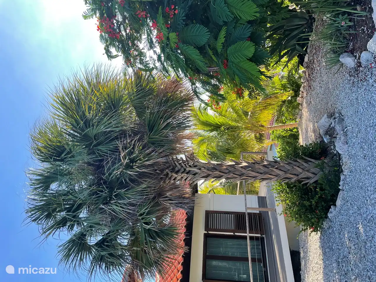 Palmeras en y alrededor del jardín, es como unas vacaciones.