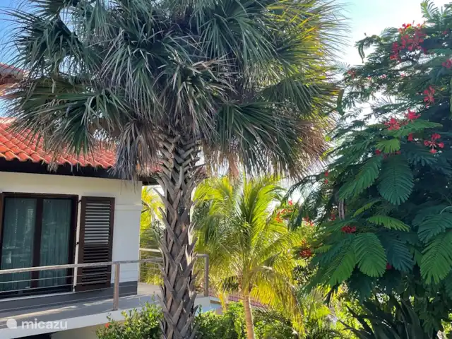 Villa la Brise | Bonaire, Bonaire, Santa Barbara - villa Des palmiers dans et autour du jardin, c'est comme les vacances.