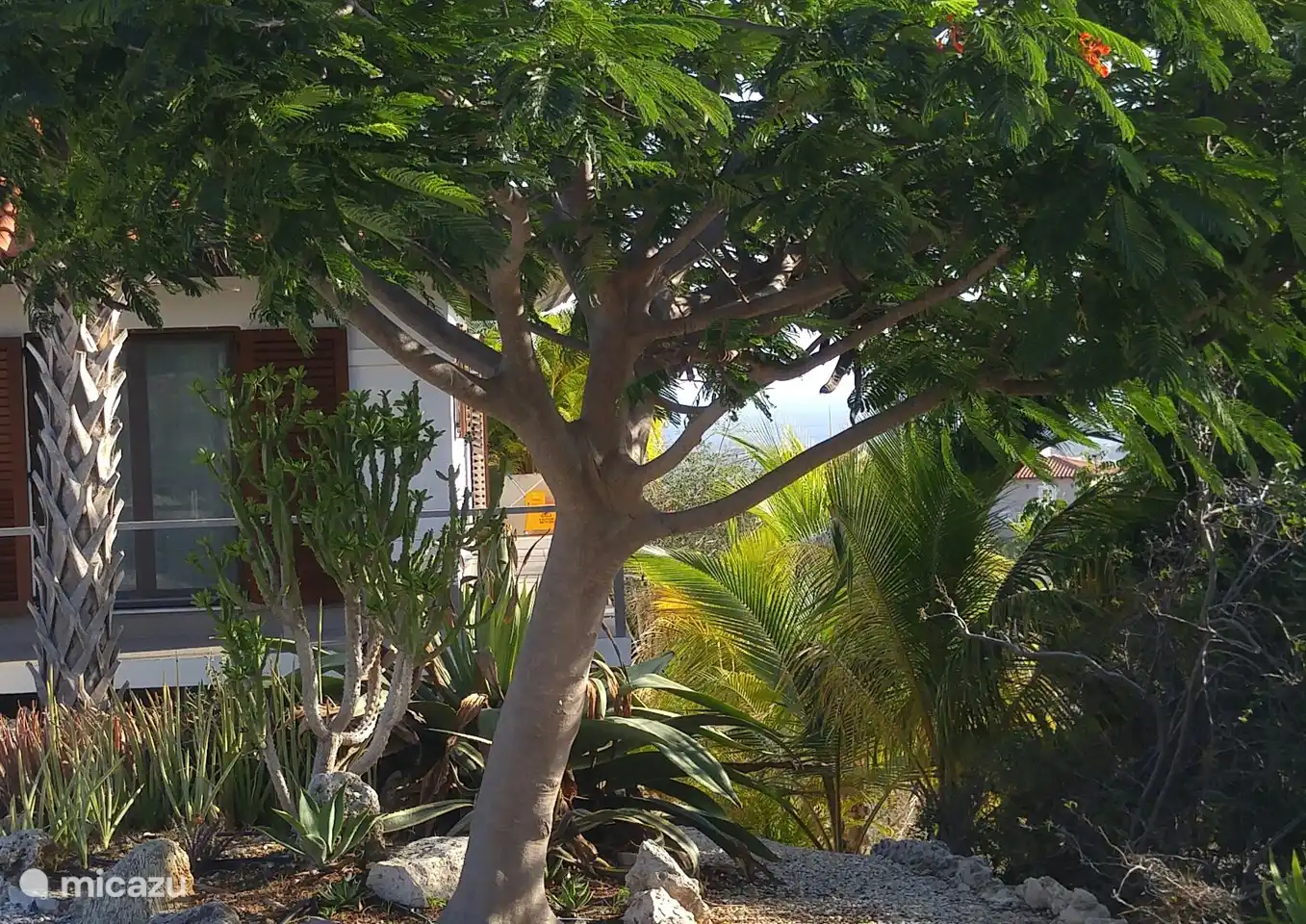 Siéntese a la sombra en el jardín delantero, tome asiento bajo este hermoso árbol.
