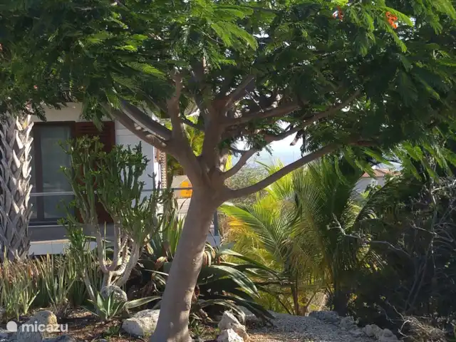 Villa la Brise | Bonaire, Bonaire, Santa Barbara - villa Asseyez-vous à l'ombre dans le jardin de devant, asseyez-vous sous ce bel arbre.