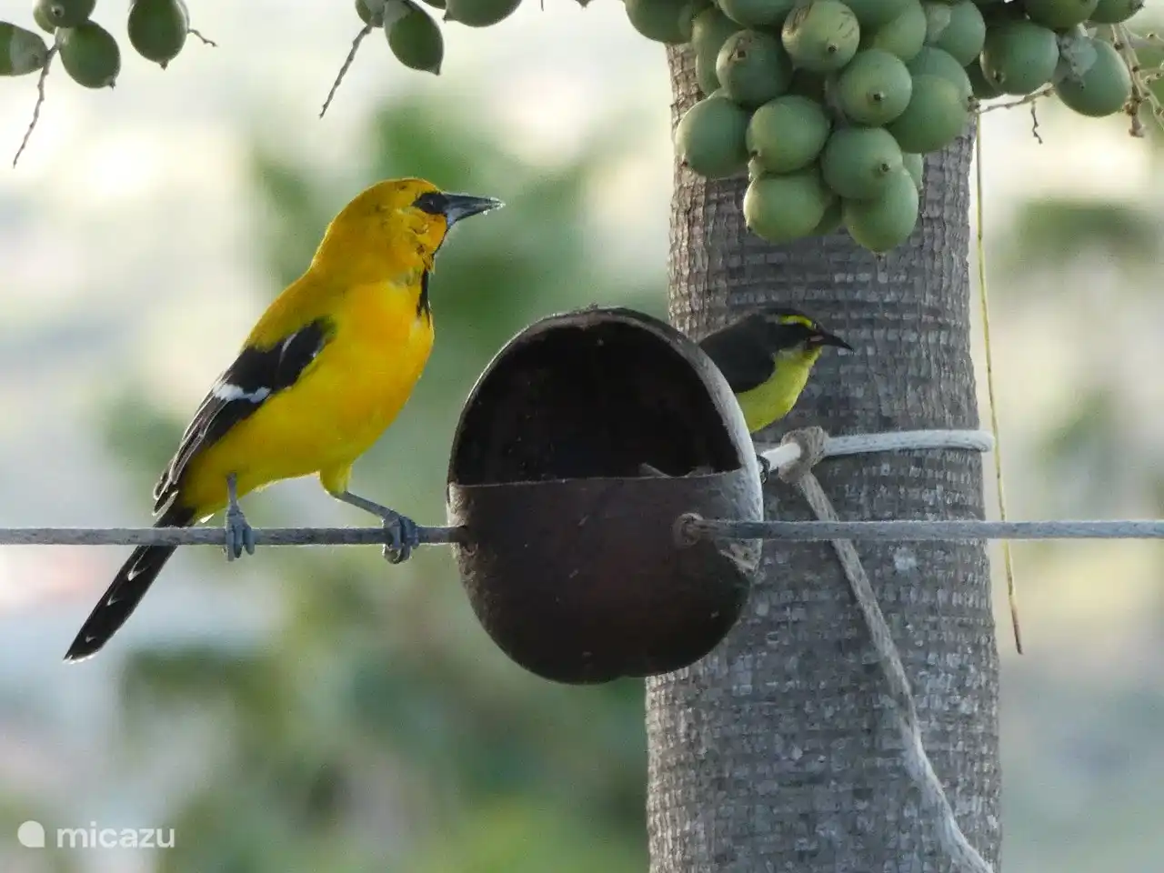 Y, por supuesto, las muchas mascotas que visitan @the Breeze.