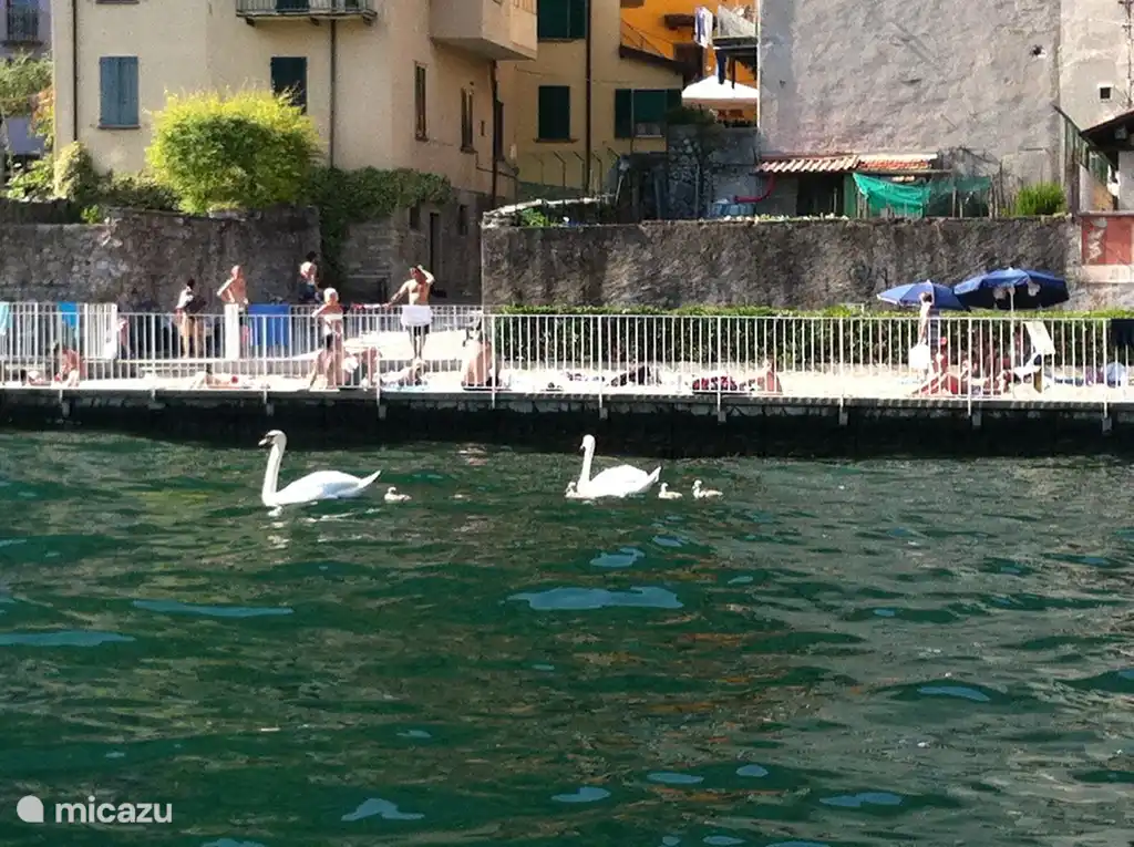 Y en primavera... familias de cisnes.