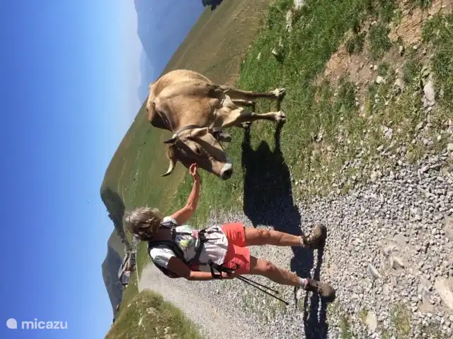 Muchas oportunidades de senderismo, tanto a lo largo del lago como en lo alto de las montañas sobre los prados alpinos. Hay ascensores a la cima en varios lugares. También es posible ir a zonas más altas en coche.