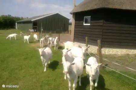 Ferienwohnung Niederlande, Overijssel, Holten pension / gästehaus / privatzimmer Ziegen Meijer Ziegen
