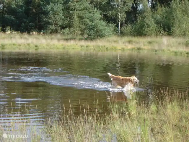 De Lansert huren in Nederland, Noord-Brabant, Vessem - vakantiehuis Een van de vennetjes in de naaste omgeving