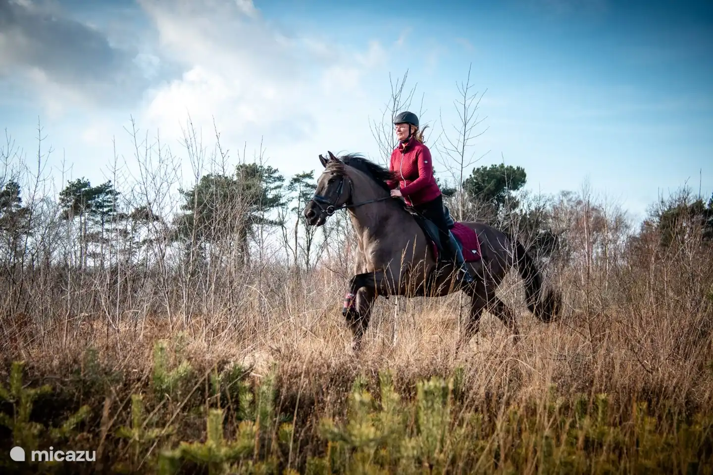 Lovely horse riding in the area