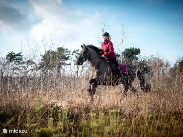 De Lansert huren in Nederland, Noord-Brabant, Vessem - vakantiehuis Heerlijk paardrijden in de omgeving