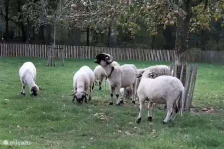 Vakantiehuis Nederland, Noord-Brabant, Lierop vakantiehuis Pastoorke van Moorsel .