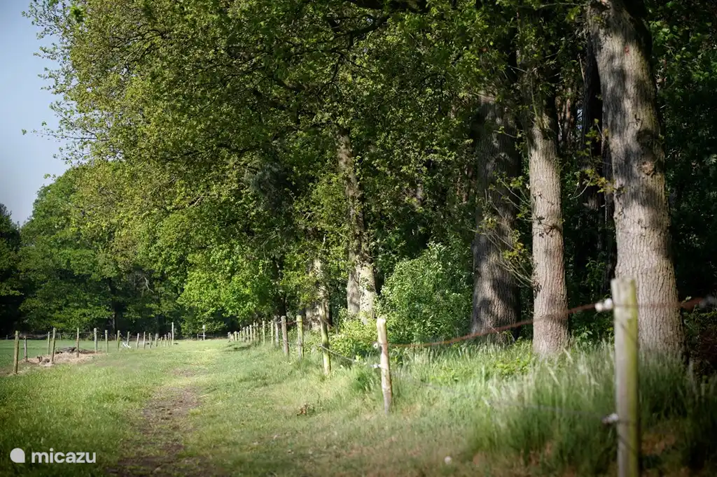 Sie laufen im Naturschutzgebiet De Maashorst.