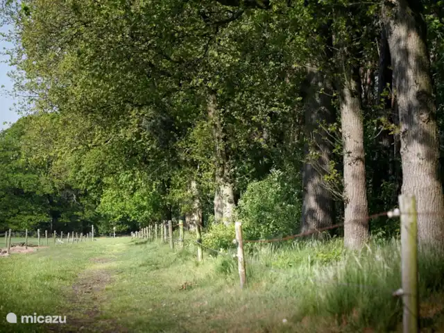 De oude stal | Pays-Bas, Brabant-Septentrional, Schaijk - maison de vacances Vous pouvez vous promener directement dans la réserve naturelle De Maashorst.