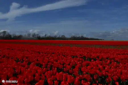 Tuinbank huren Tuinbank huren