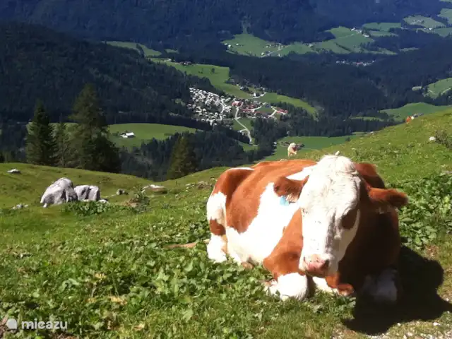 vakantiehuis huren in Oostenrijk, Salzburgerland, Annaberg – Haus Boris Uitzicht op het gebied waar ons huis ligt.