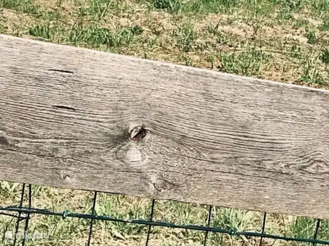 vakantiehuis huren in Oostenrijk, Salzburgerland, Annaberg – Haus Boris Omheinde tuin