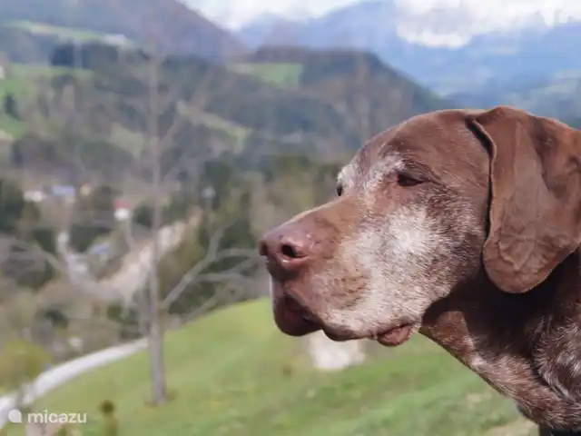 vakantiehuis huren in Oostenrijk, Salzburgerland, Annaberg – Haus Boris Onze Boris die het altijd naar zijn zin heeft in Annaberg!