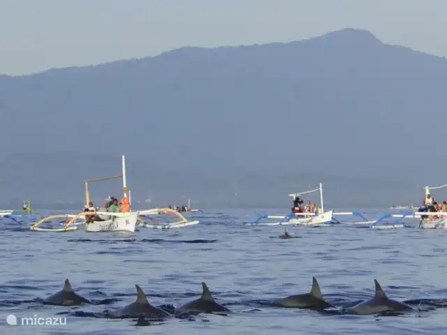 Location de Vacances Indonésie, Bali, Lovina, villa - Villa Sarah Nafi, Nord de Bali Lovina Visite des dauphins (propre photo 2012)