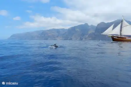 la belle île de tenerife