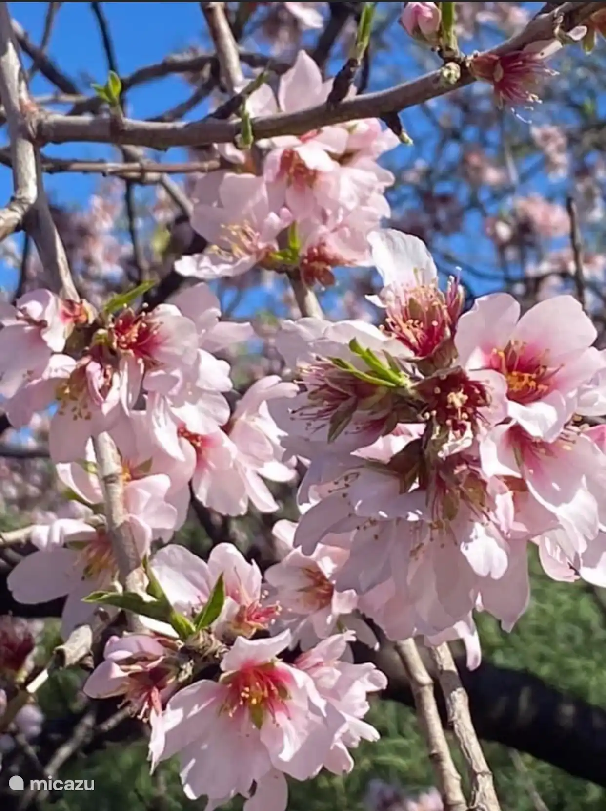 Die bekannte Kirschblüte in voller Blüte