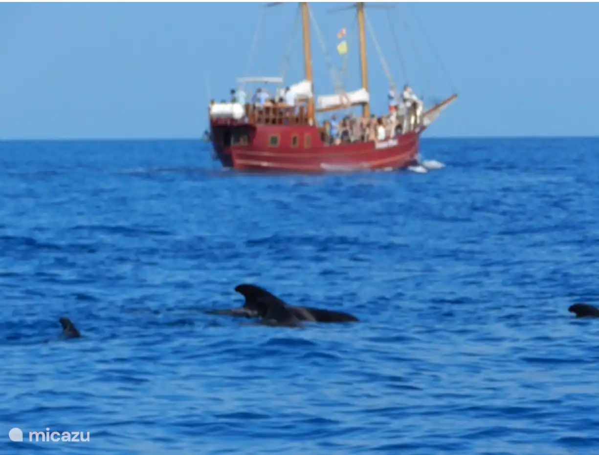 Delfin- und Walbeobachtung