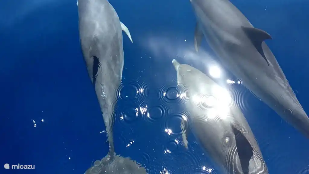 Delphine im Meer