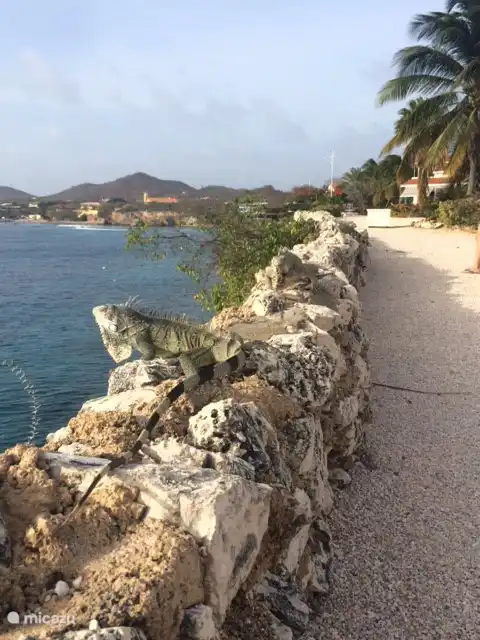 Un de nos amis de la nature qui est présent quotidiennement